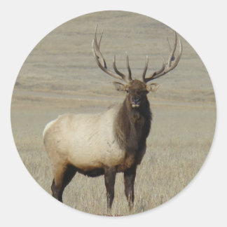 E46 Bull Elk Big Bull Classic Round Sticker