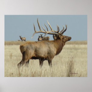 E4 Bull Elk Herd Boss Poster