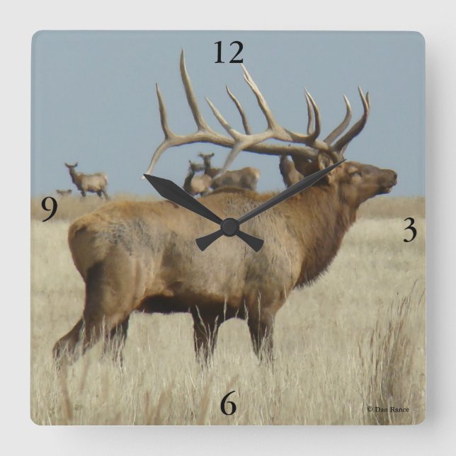 E4 Bull Elk herd boss Square Wall Clock (Front)