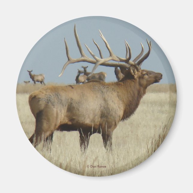 E4 Bull Elk Herd Master Magnet (Front)
