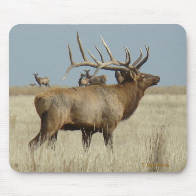 E4 Bull Elk Herd Master Mouse Mat (Front)
