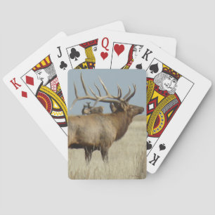 E4 Bull Elk Herd Master Playing Cards
