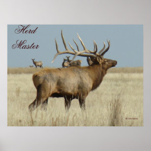 E4 Bull Elk Herd Master Poster