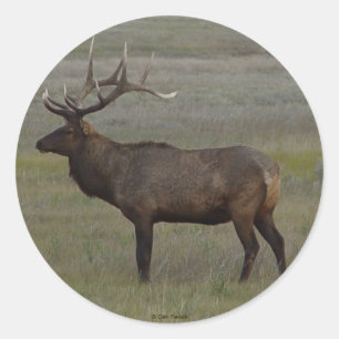 E52 Bull Elk Big Bull Classic Round Sticker