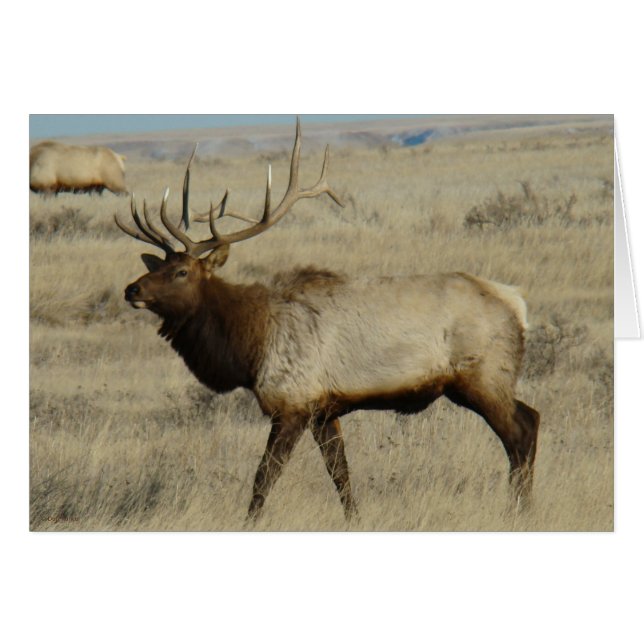 E55 Bull Elk (Front Horizontal)