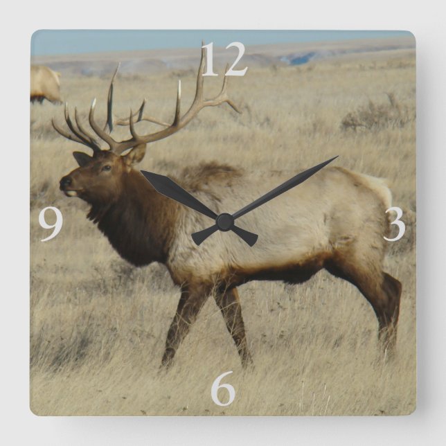 E55 Bull Elk Big Bull Square Wall Clock (Front)