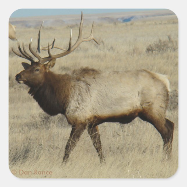 E55 Bull Elk Square Sticker (Front)