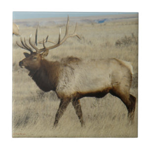 E55 Bull Elk Tile