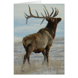 E58 Bull Elk Lucky 13 Bull