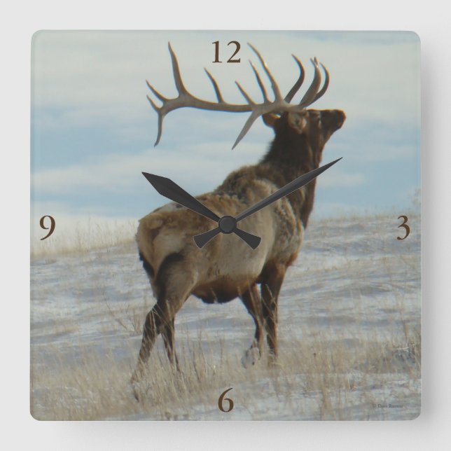 E58 Bull Elk Lucky 13 Bull Square Wall Clock (Front)