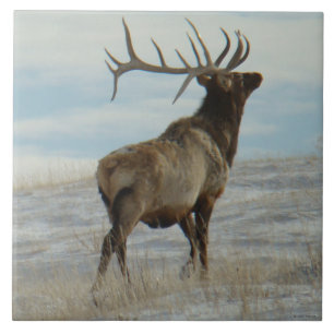 E58 Bull Elk Lucky 13 Bull Tile