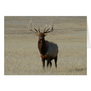 E59 Bull Elk
