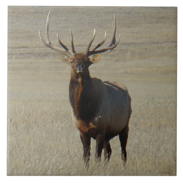 E59 Bull Elk Tile (Front)