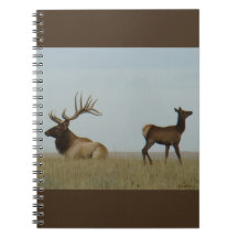 E5 Bull Elk and Yearling