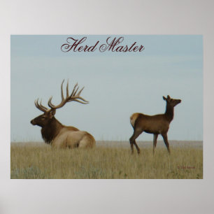 E5 Bull Elk and Yearling Poster