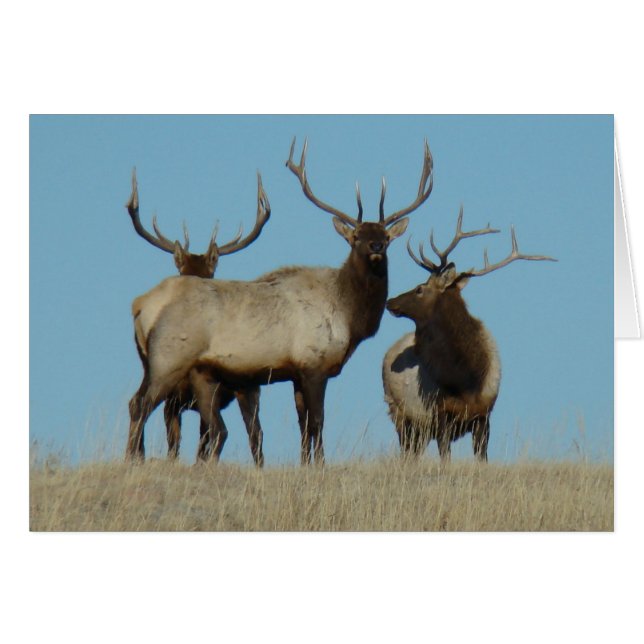 E60 Bull Elk Sky Lined (Front Horizontal)