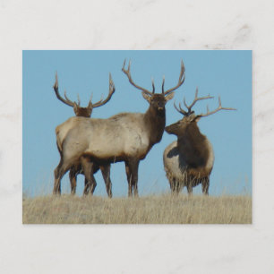 E60 Bull Elk Sky Lined Postcard