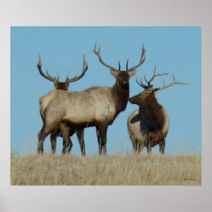 E60 Bull Elk Sky Lined Poster