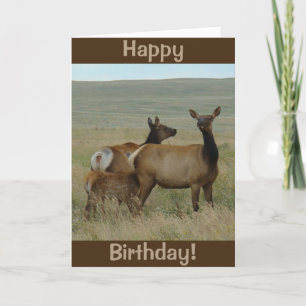 E61 Cow Elk and Calf Card