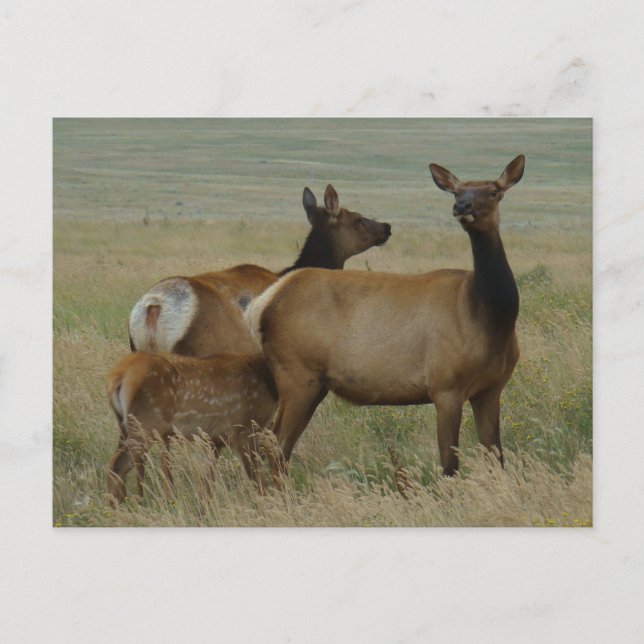 E61 Cow Elk and Calf Postcard (Front)