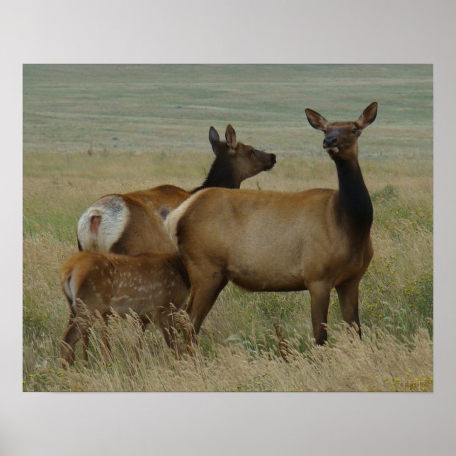 E61 Cow Elk and Calf Poster (Front)