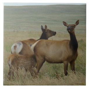 E61 Cow Elk and Calf Tile