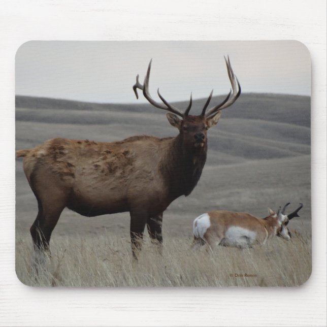 E63 Bull Elk and Pronghorn Antelope Mouse Mat (Front)