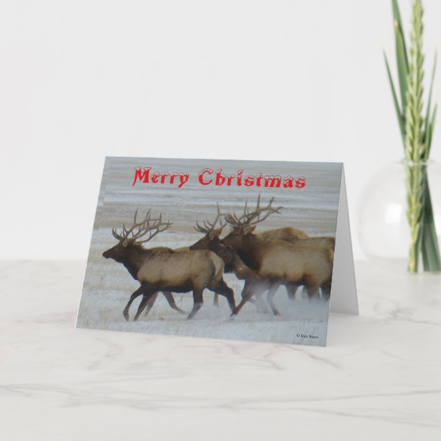 E64  Bull Elk Running Christmas Card (Front)