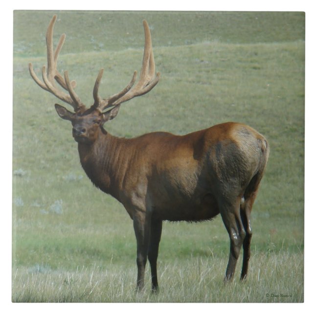 E65 Bull Elk Muddy Bull in Velvet Tile (Front)