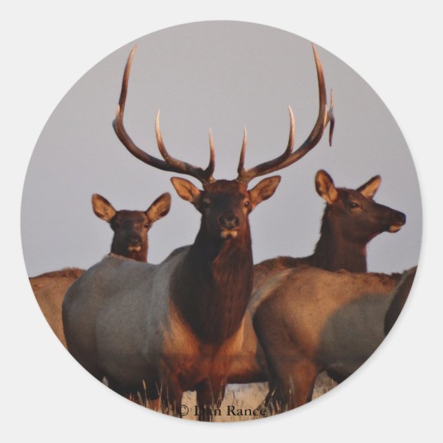 E66 Bull Elk and Cows Classic Round Sticker (Front)
