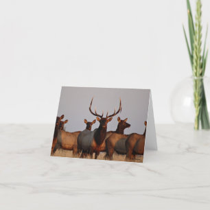 E66 Bull Elk and Cows Holiday Card