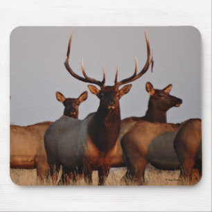 E66 Bull Elk and Cows Mouse Mat