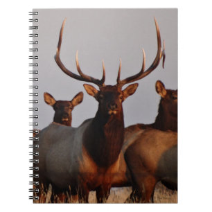 E66 Bull Elk and Cows Notebook