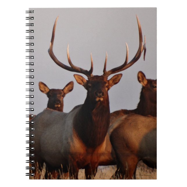 E66 Bull Elk and Cows Notebook (Front)
