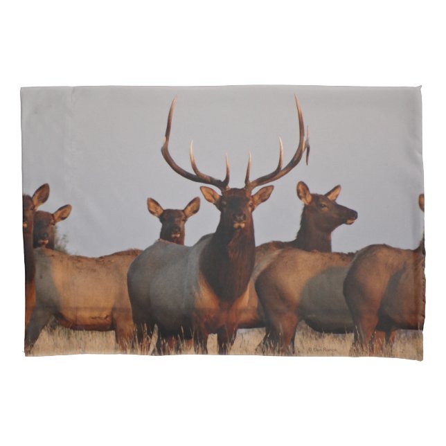 E66 Bull Elk and Cows Pillowcase (Front)