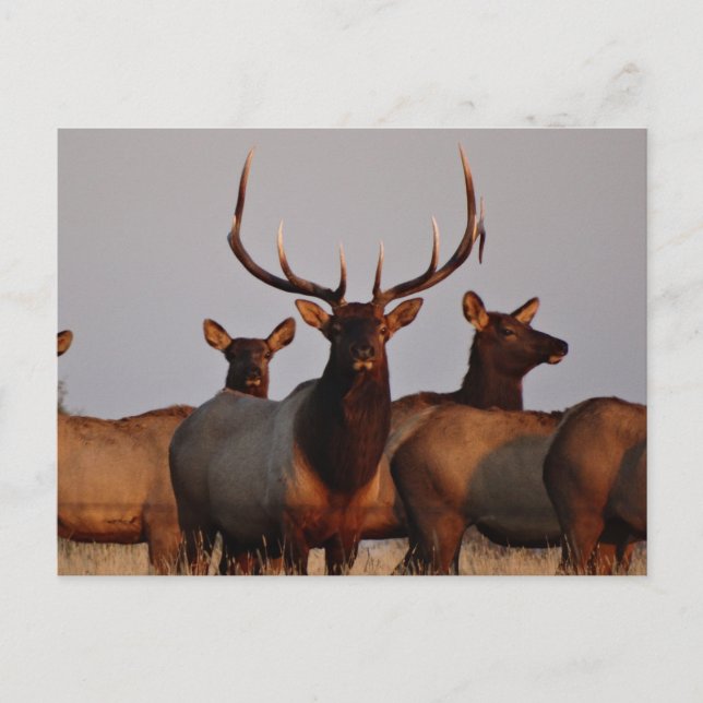 E66 Bull Elk and Cows Postcard (Front)
