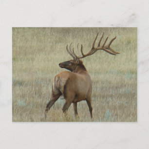 E6 Bull Elk in Velvet Postcard