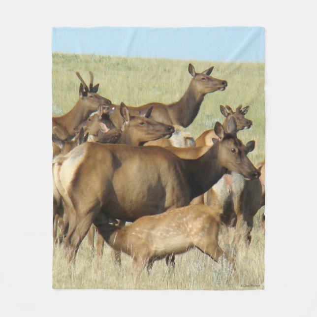 E7 Cow Elk Feeding Calf Fleece Blanket (Front)