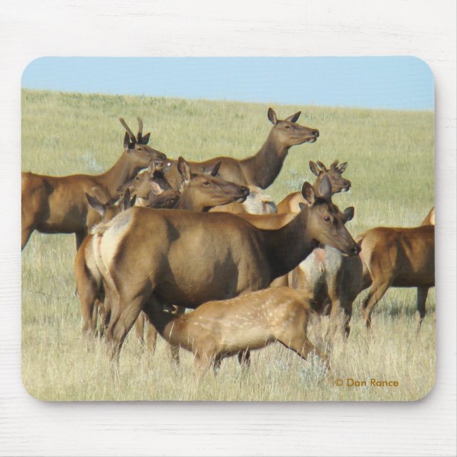 E7 Cow Elk Feeding Calf Mouse Mat (Front)