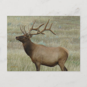 E8 Bull Elk in Velvet Postcard