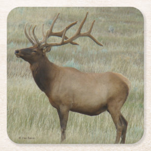 E8 Bull Elk in Velvet Square Paper Coaster