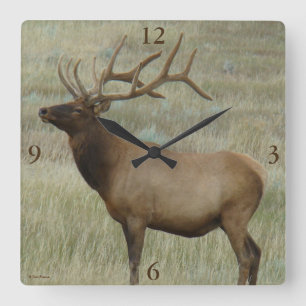 E8 Bull Elk in Velvet Square Wall Clock