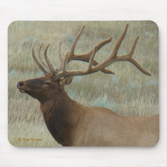 E9 Bull Elk in Velvet Head and Shoulders Mouse Mat (Front)