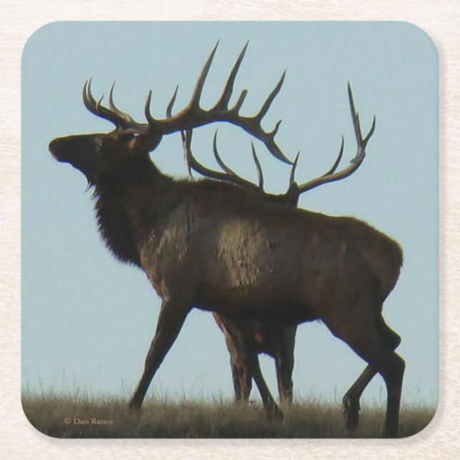 E 14 Big Bull Elk Silhouette Square Paper Coaster (Front)