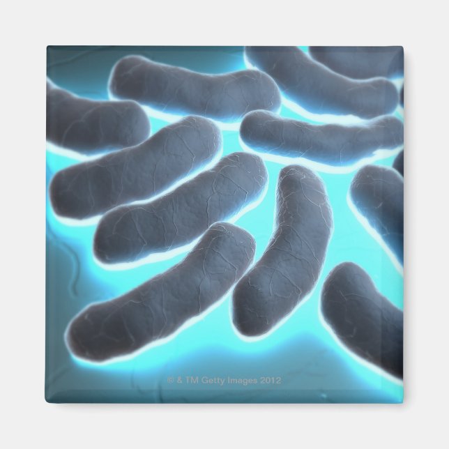 E-coli Cells Magnet (Front)