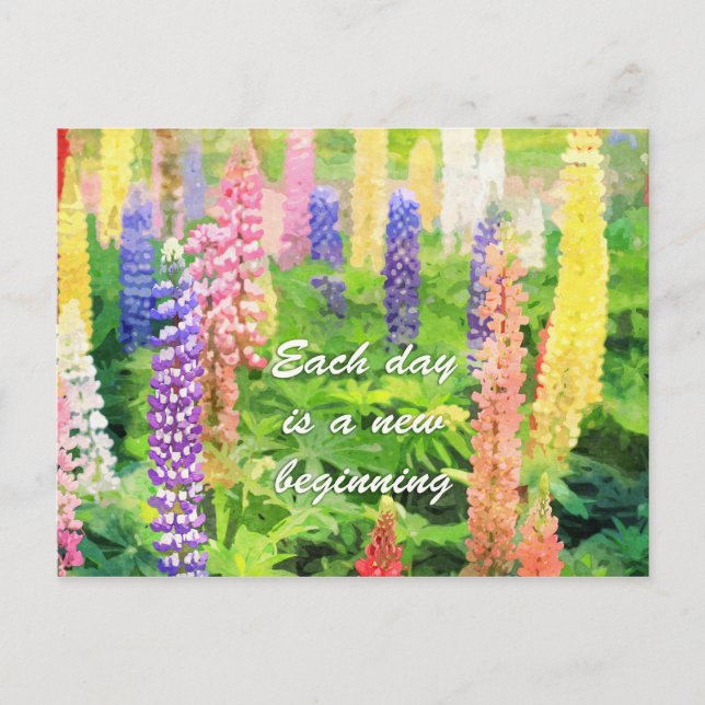 Each Day is a New Beginning Colourful Lupine Flowe Postcard (Front)