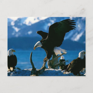 Eagle 19 postcard