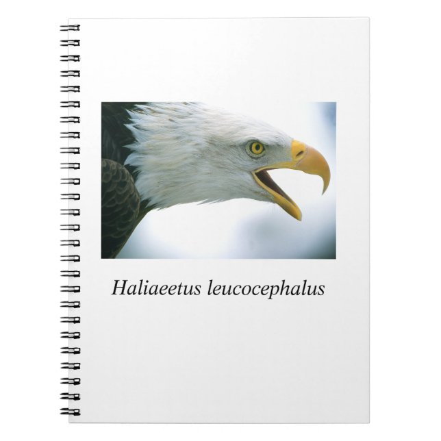 Eagle#1 Notebook (Front)