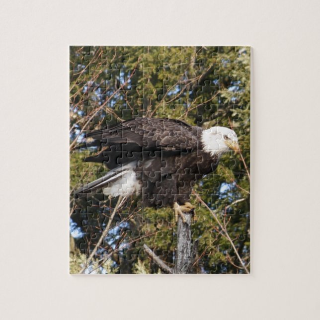 Eagle 7 jigsaw puzzle (Vertical)