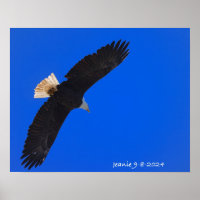 Eagle against a blue sky